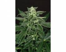 Triple A (Exotic Seed) feminized