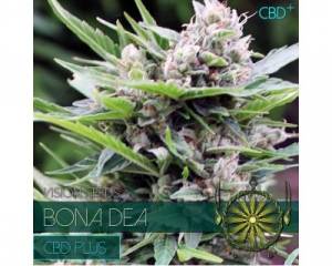 Bona Dea CBD+ (Vision Seeds) feminized