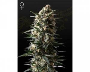 Bubba Slush (Green House) feminized