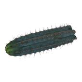 San Pedro Cutting Peruvianus– 25 – 29 cm 1 piece