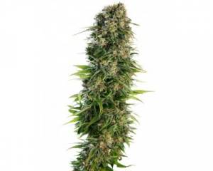 Hindu Kush Automatic (Sensi Seeds) feminized