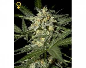 White Widow Auto (Greenhouse) feminized