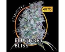 Blueberry Bliss Auto (Vision Seeds) feminized
