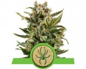 White Widow Automatic (Royal Queen Seeds) feminized