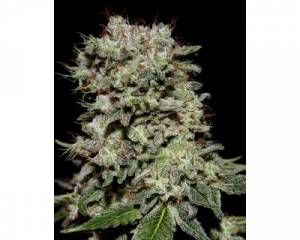 Kalashnikova (Greenhouse) feminized