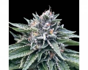 Sorbet #4 (DNA Genetics) feminized