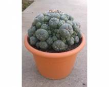 Peyote (Lophophora williamsii) cactus cluster