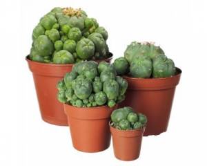 Peyote (Lophophora williamsii) cactus cluster