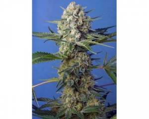 Crystal Candy Fast (Sweet Seeds) feminized