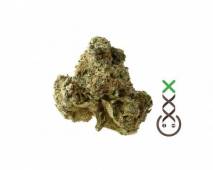 AK-OG Kush (Amsterdam Genetics) feminized