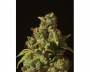 Rollex OG Kush (Devil's Harvest) feminized