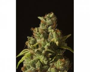 Rollex OG Kush (Devil's Harvest) feminized