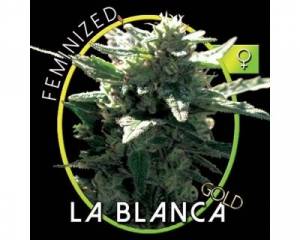 La Blanca Gold (Vision Seeds) feminized
