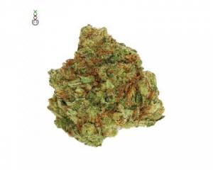 Blue Monkey CBD (Amsterdam Genetics) feminized