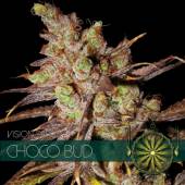 Choco Bud 3 seeds