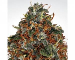 Space Cookies (Paradise Seeds) feminized