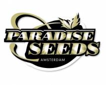 CBDelight (Paradise Seeds) feminized
