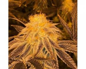 Z3 by Platinum Seeds (Terp Hogz) regular