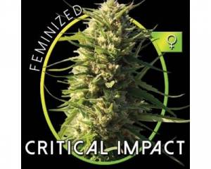 Critical Impact (Vision Seeds) feminized