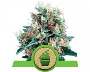 Royal Creamatic (Royal Queen Seeds) feminized