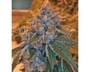 Kosher Kush (Reserva Privada) feminized