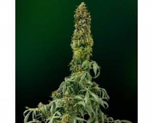Sweet Tooth Auto (Barney's Farm) feminized