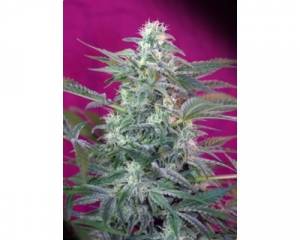 Big Foot (Sweet Seeds) feminized