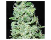 AK-49 (Vision Seeds) feminized