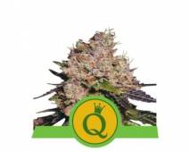 Purple Queen Automatic (Royal Queen Seeds)