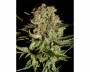 Super Bud (Greenhouse) feminized