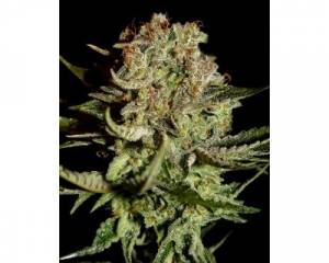 Super Bud (Greenhouse) feminized