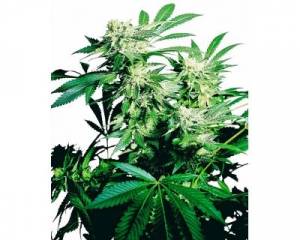 Skunk Kush (Sensi Seeds) feminized