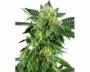 Snow Ryder Automatic (White Label) feminized