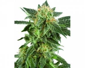 Snow Ryder Automatic (White Label) feminized