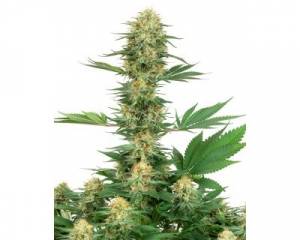 Gelato #420 (White Label) feminized