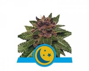 Purplematic CBD (Royal Queen Seeds)