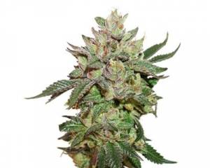 Wedding Cake (Seedstockers) feminized