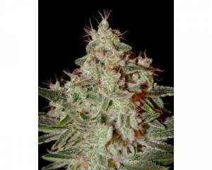 Lemon Skunk (Greenhouse) feminized