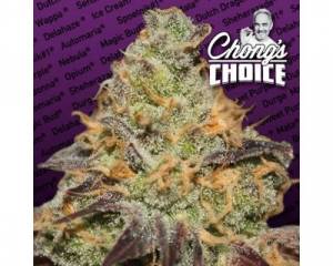 Blue Kush Berry (Paradise Seeds) feminized