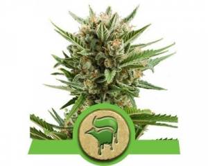 Sweet Skunk Automatic (Royal Queen Seeds) feminized