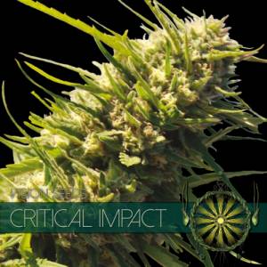 Critical Impact 3 seeds