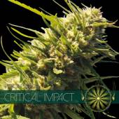 Critical Impact 3 seeds