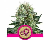 Bubble Kush (Royal Queen Seeds) feminized