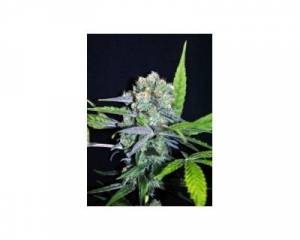 CBD Mix (CBD Crew) feminized
