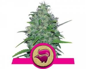 Skunk XL (Royal Queen Seeds) feminized