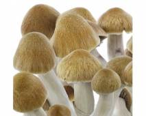 Psilocybe cubensis Ecuador