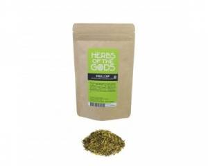 Skullcap (Scutellaria galericulata)