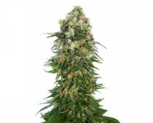 Shiva Skunk Automatic (Sensi Seeds) feminized