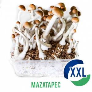 Mazatapec XL Mycelium box - 2100 ML