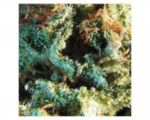 Silver Haze (Vision Seeds) feminized